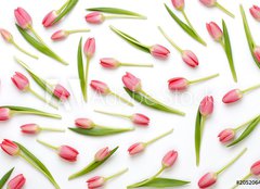 Fototapeta papr 160 x 116, 205206437 - Pink tulip pattern on the white bacjkground.