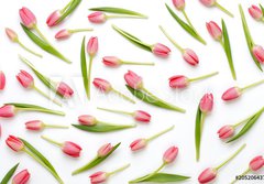 Fototapeta papr 184 x 128, 205206437 - Pink tulip pattern on the white bacjkground.