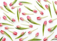 Samolepka flie 200 x 144, 205206437 - Pink tulip pattern on the white bacjkground.