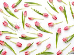 Fototapeta360 x 266  Pink tulip pattern on the white bacjkground., 360 x 266 cm