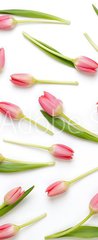 Samolepka na dvee flie 90 x 220, 205206437 - Pink tulip pattern on the white bacjkground.