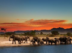 Samolepka flie 100 x 73, 20708665 - Herd of elephants in african savanna