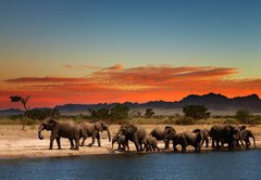 Samolepka flie 145 x 100  Herd of elephants in african savanna, 145 x 100 cm