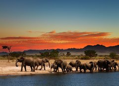Samolepka flie 200 x 144  Herd of elephants in african savanna, 200 x 144 cm
