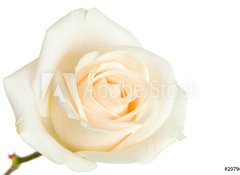 Samolepka fólie 100 x 73, 2079431 - white rose isolated - bílá růžová izolované