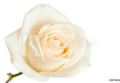 Samolepka flie 145 x 100, 2079431 - white rose isolated - bl rov izolovan