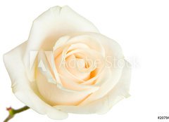 Fototapeta160 x 116  white rose isolated, 160 x 116 cm