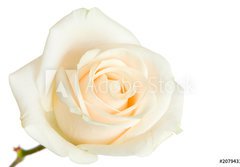 Fototapeta184 x 128  white rose isolated, 184 x 128 cm