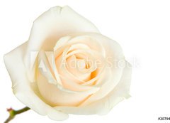 Samolepka flie 200 x 144  white rose isolated, 200 x 144 cm