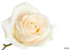 Samolepka flie 200 x 144, 2079431 - white rose isolated