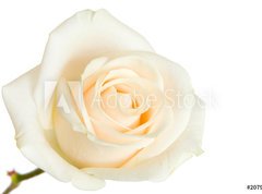 Fototapeta270 x 200  white rose isolated, 270 x 200 cm