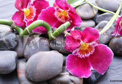 Fototapeta145 x 100  Orchideenbl ten auf Kieselsteinen, 145 x 100 cm