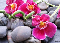 Fototapeta160 x 116  Orchideenbl ten auf Kieselsteinen, 160 x 116 cm