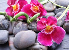 Samolepka flie 200 x 144  Orchideenbl ten auf Kieselsteinen, 200 x 144 cm