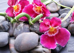 Fototapeta pltno 240 x 174, 20850599 - Orchideenbl ten auf Kieselsteinen