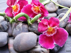 Fototapeta vliesov 270 x 200, 20850599 - Orchideenbl ten auf Kieselsteinen