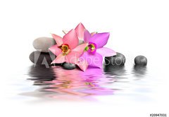 Fototapeta pltno 174 x 120, 20947031 - Orchidee et Beaute