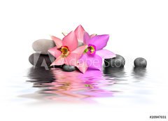 Samolepka flie 200 x 144  Orchidee et Beaute, 200 x 144 cm