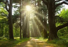 Fototapeta vliesov 145 x 100, 20949064 - Sunlight trough cedars path at Cheverny Chateau park. France