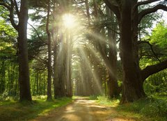 Fototapeta pltno 160 x 116, 20949064 - Sunlight trough cedars path at Cheverny Chateau park. France