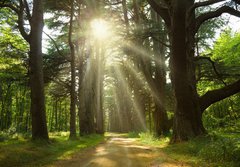 Fototapeta184 x 128  Sunlight trough cedars path at Cheverny Chateau park. France, 184 x 128 cm