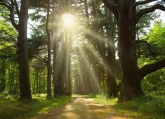 Fototapeta vliesov 200 x 144, 20949064 - Sunlight trough cedars path at Cheverny Chateau park. France