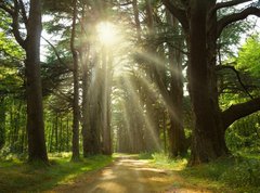 Fototapeta vliesov 270 x 200, 20949064 - Sunlight trough cedars path at Cheverny Chateau park. France