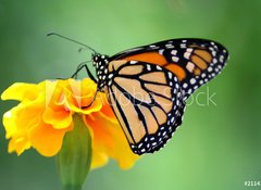 Samolepka flie 100 x 73, 2114104 - monarch butterfly