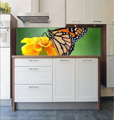 Fototapeta do kuchyn flie 180 x 60  monarch butterfly, 180 x 60 cm