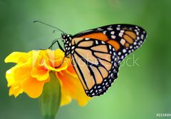Fototapeta184 x 128  monarch butterfly, 184 x 128 cm