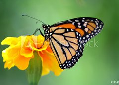 Samolepka flie 200 x 144, 2114104 - monarch butterfly - monarchov motl