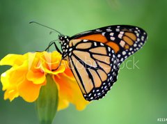 Fototapeta vliesov 270 x 200, 2114104 - monarch butterfly - monarchov motl