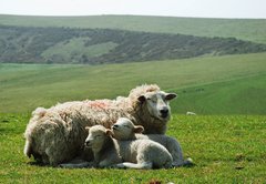 Fototapeta145 x 100  Ewe and lambs, 145 x 100 cm