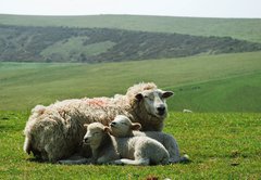 Samolepka flie 145 x 100  Ewe and lambs, 145 x 100 cm