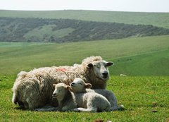 Fototapeta200 x 144  Ewe and lambs, 200 x 144 cm