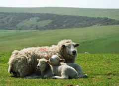 Fototapeta240 x 174  Ewe and lambs, 240 x 174 cm