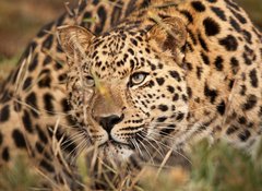 Fototapeta100 x 73  Leopard Hunting, 100 x 73 cm