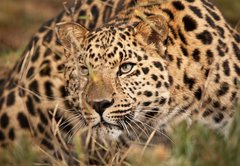 Samolepka flie 145 x 100, 21374937 - Leopard Hunting - Leopard lov