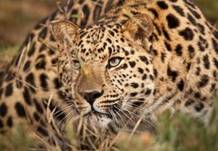 Fototapeta papr 184 x 128, 21374937 - Leopard Hunting - Leopard lov