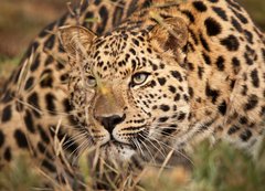 Fototapeta200 x 144  Leopard Hunting, 200 x 144 cm