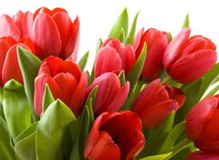 Samolepka flie 100 x 73, 21477013 - Tulips from Holland - Tulipny z Holandska