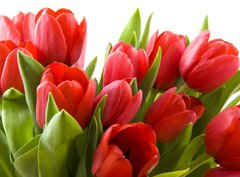 Fototapeta330 x 244  Tulips from Holland, 330 x 244 cm