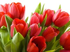 Fototapeta360 x 266  Tulips from Holland, 360 x 266 cm