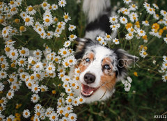 Samolepka flie 100 x 73, 215121166 - A happy dog in flowers. The pet is smiling. Field Camomiles. The Astralian Shepherd Tricolor - astn pes v kvtech. Domc zve se usmv. Poln hemny. Astralian Shepherd Tricolor