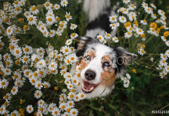 Fototapeta pltno 174 x 120, 215121166 - A happy dog in flowers. The pet is smiling. Field Camomiles. The Astralian Shepherd Tricolor