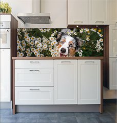 Fototapeta do kuchyn flie 180 x 60, 215121166 - A happy dog in flowers. The pet is smiling. Field Camomiles. The Astralian Shepherd Tricolor