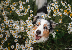 Fototapeta papr 184 x 128, 215121166 - A happy dog in flowers. The pet is smiling. Field Camomiles. The Astralian Shepherd Tricolor