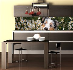 Fototapeta do kuchyn flie 260 x 60, 215121166 - A happy dog in flowers. The pet is smiling. Field Camomiles. The Astralian Shepherd Tricolor