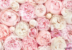 Fototapeta pltno 174 x 120, 215246503 - Summer blossoming delicate rose on blooming flowers festive background, pastel and soft bouquet floral card