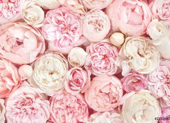 Fototapeta papr 254 x 184, 215246503 - Summer blossoming delicate rose on blooming flowers festive background, pastel and soft bouquet floral card